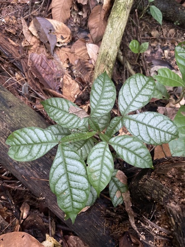 Inga edulis - Habitat