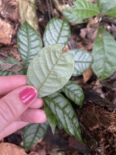 Inga edulis - Leaves