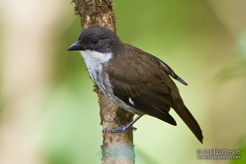Puerto Rican Tanager (Nesospingus speculiferus)