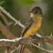Lesser Antillean Pewee - Photo (c) Judd Patterson, all rights reserved, uploaded by Judd Patterson