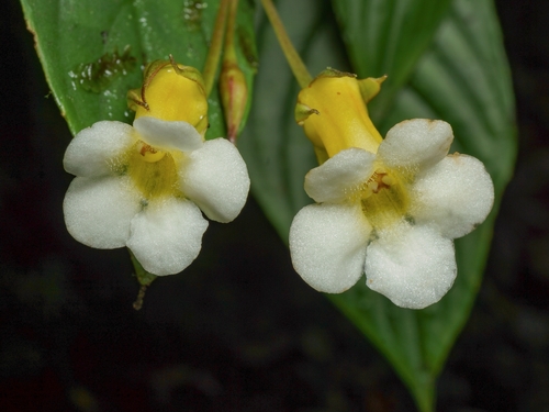 Besleria macropoda