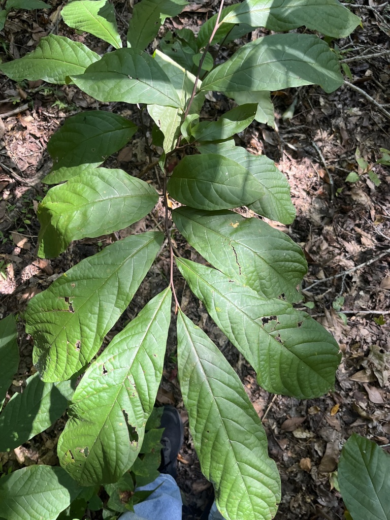 common pawpaw from Highlands-Perkins, Baton Rouge, LA, US on September ...