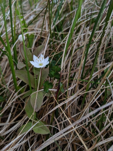 sedmokvietok európsky (Lysimachia europaea)