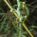 Habenaria lehmanniana - Photo (c) Hernan castañeda, all rights reserved, uploaded by Hernan castañeda