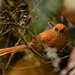 Rufous Spinetail - Photo (c) Ovidio Ordoñez Buitron, all rights reserved, uploaded by Ovidio Ordoñez Buitron