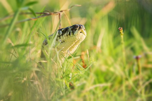 Coastal Carpet Python sighting