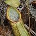 Nepenthes macrovulgaris - Photo (c) Chien Lee, all rights reserved, uploaded by Chien Lee