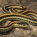Thamnophis sirtalis annectens - Photo (c) colin-mcdonald, todos os direitos reservados, uploaded by colin-mcdonald