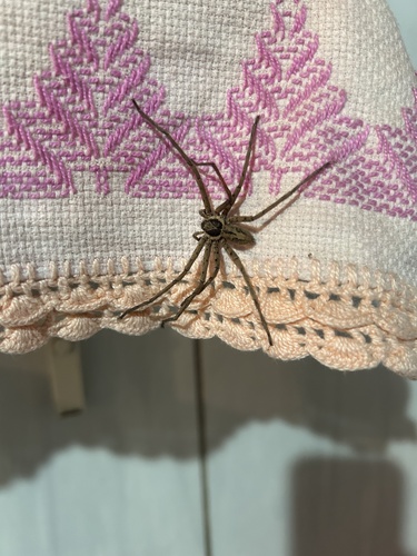 Pantropical Huntsman Spider