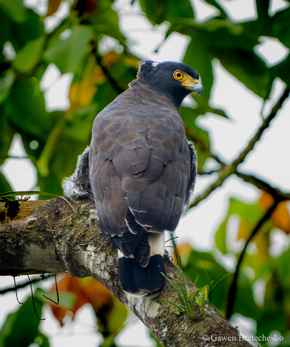 Mountain Serpent-Eagle