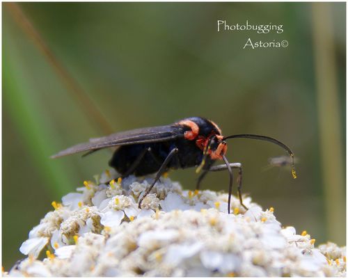 White-tipped Ctenucha