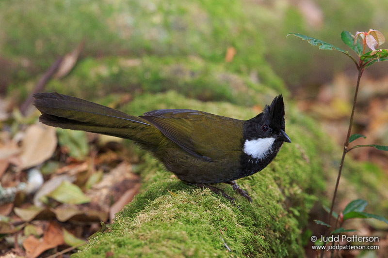 Eastern Whipbird photo