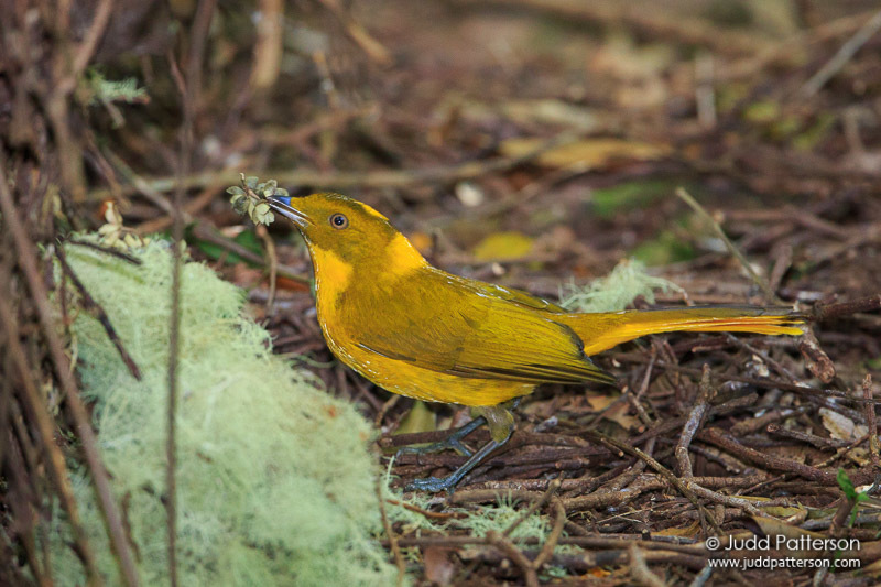 Golden Bowerbird photo
