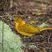 Golden Bowerbird - Photo (c) Judd Patterson, all rights reserved, uploaded by Judd Patterson