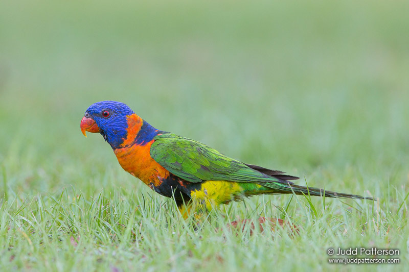 Red-collared Lorikeet photo