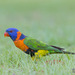 Red-collared Lorikeet - Photo (c) Judd Patterson, all rights reserved, uploaded by Judd Patterson