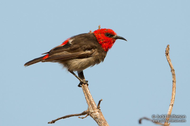 Red Myzomela (Myzomela cruentata) photo
