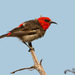 Red-headed Myzomela - Photo (c) Judd Patterson, all rights reserved, uploaded by Judd Patterson