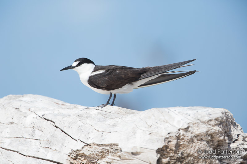 Sooty Tern photo