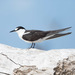 Sooty Tern - Photo (c) Judd Patterson, all rights reserved, uploaded by Judd Patterson