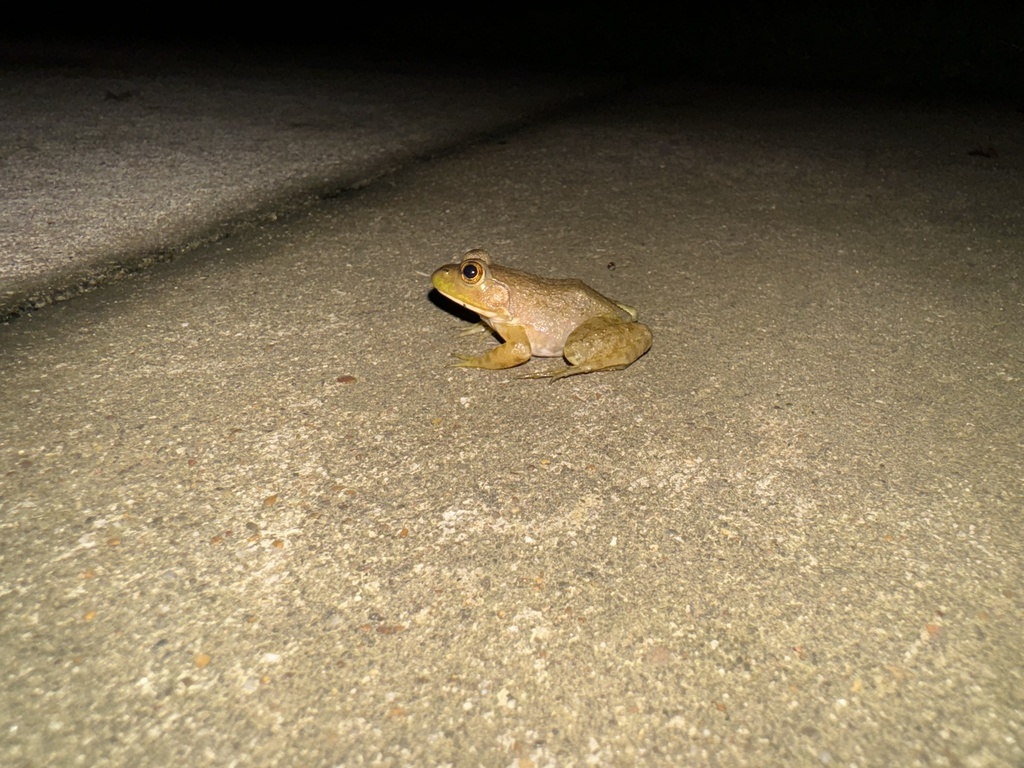 American Bullfrog from Utica, KY, US on September 23, 2024 at 09:17 PM ...