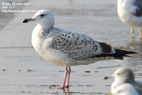 Mongolian Gull