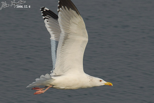Mongolian Gull