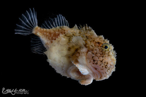 Atlantic Spiny Lumpsucker