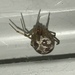 False Widow Spiders - Photo (c) Murray Fisher, all rights reserved