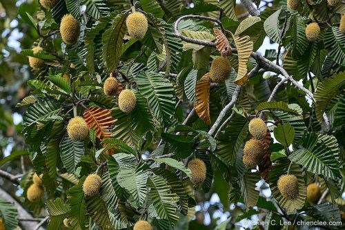 Artocarpus tamaran