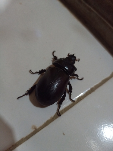 African Rhinoceros Beetle