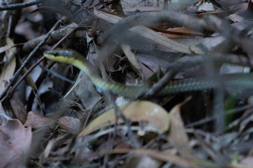 Northern Tree Snake sighting