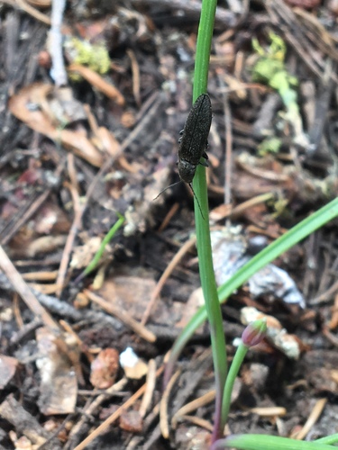iNaturalist observation photo of False Click Beetles