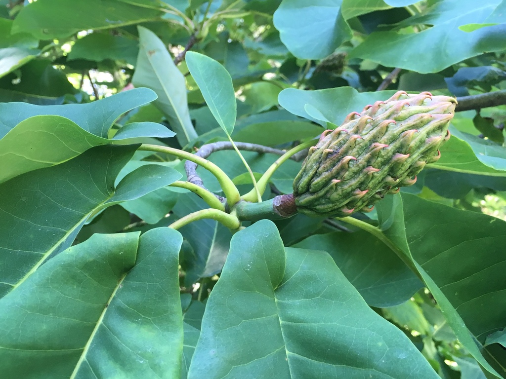 Magnolias (género Magnolia) · NaturaLista Colombia