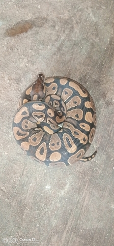 Ball Python