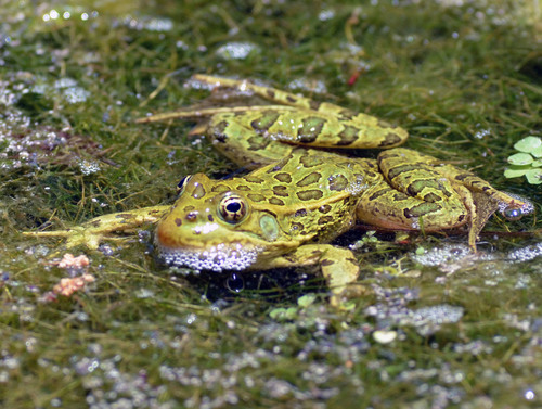 Chiricahua Leopard Frog