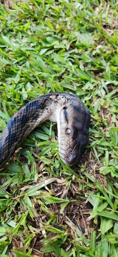 Australian Scrub Python sighting