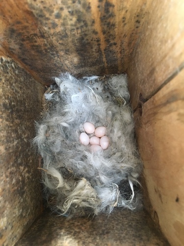 iNaturalist observation photo of Mountain Chickadee