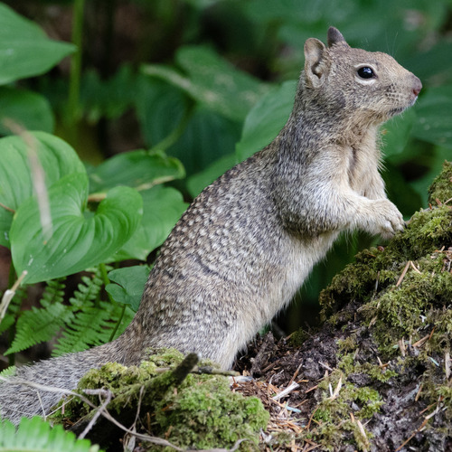 Douglas's Ground Squirrel