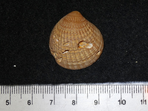 Northern Cardita