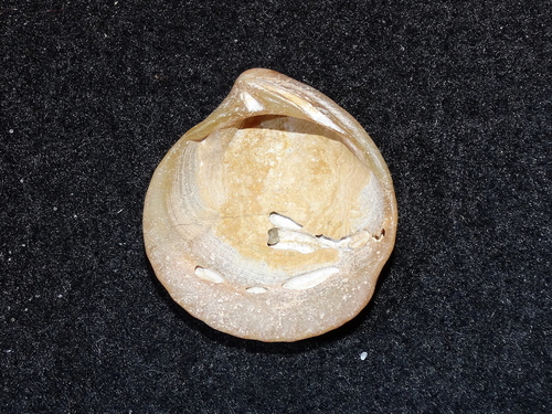 Northern Cardita