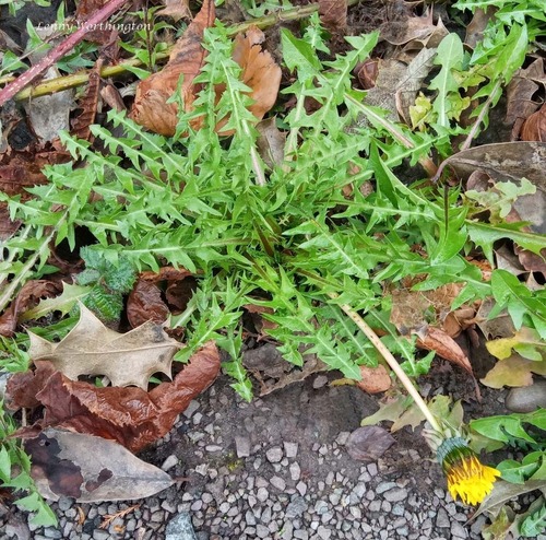 Fagerström's dandelion (Taraxacum fagerstroemii)
