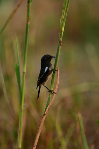 Pied Bushchat