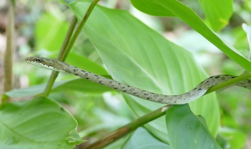 Reptiles of the Philippines's Check List · iNaturalist.org