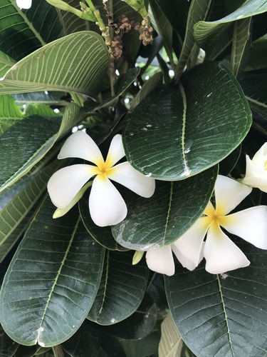 Singapore graveyard flower