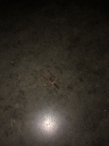 iNaturalist observation photo of Straight-faced Windscorpions