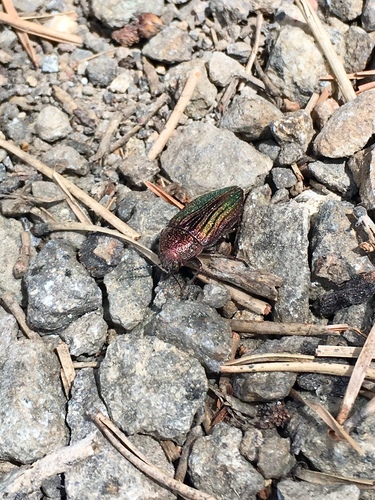 iNaturalist observation photo of Golden Buprestid Beetle