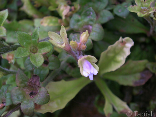 Bell-Sepal Mazus (Mazus delavayi)