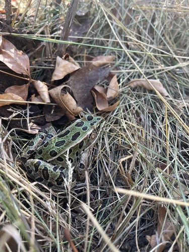 Northern Leopard Frog