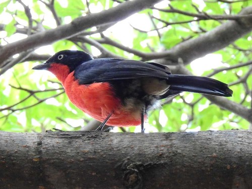 Black-headed Gonolek